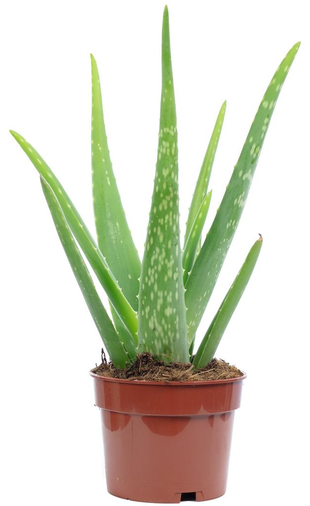Aloe vera – luftreinigende & dekorative Sukkulente, Topf-Ø Produktbild 