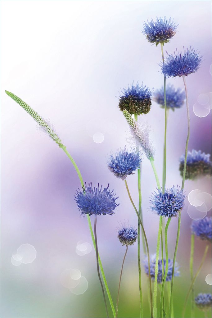 Wallario selbstklebendes Poster - Abstrakte lila Blume, Größe: 61 x 91,50 cm