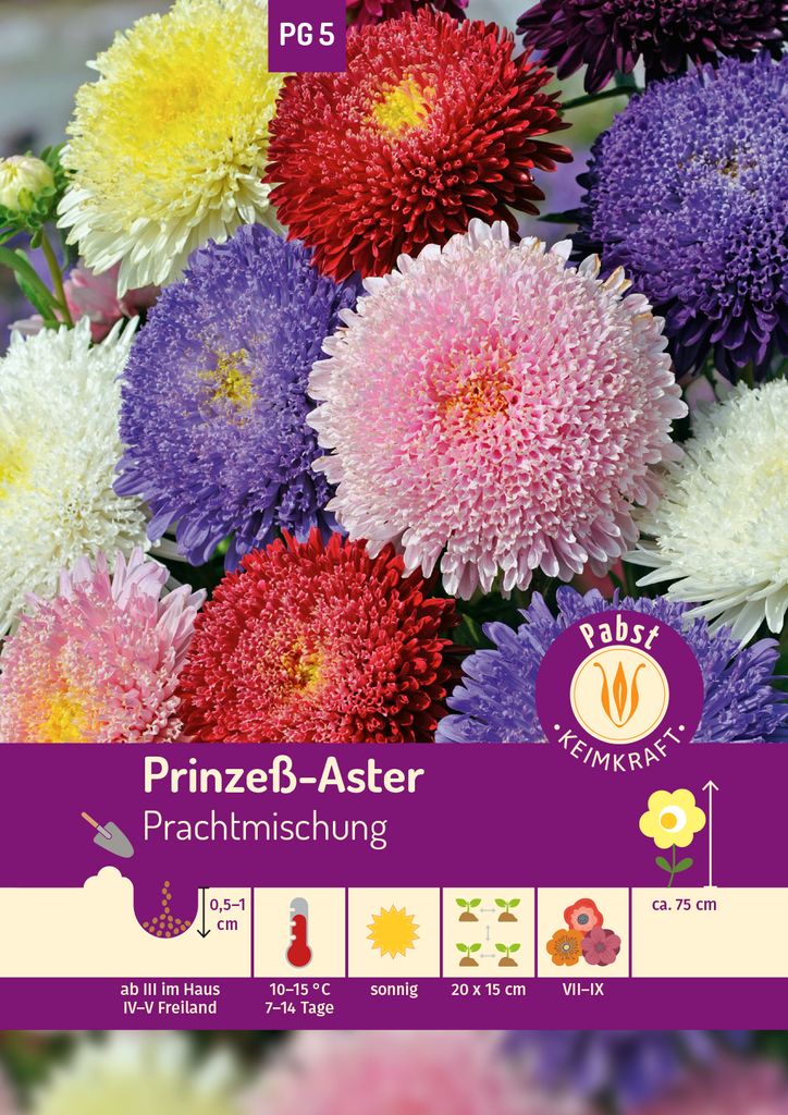 Prinzeß-Aster Saatgut 80 Samen Stauden Astersamen Sämereien Blumensamen Blumen 