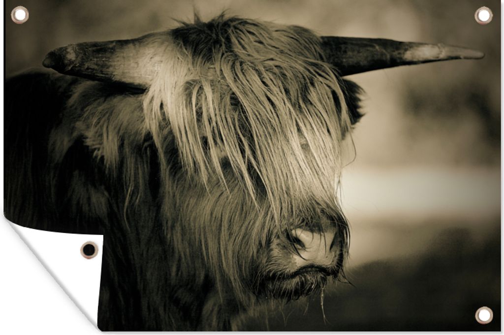 MuchoWow 90x60 cm Outdoor-Poster Gartendeko Sichtschutz Garten Poster für den Garten Schottischer Highlander - Tiere - Haare