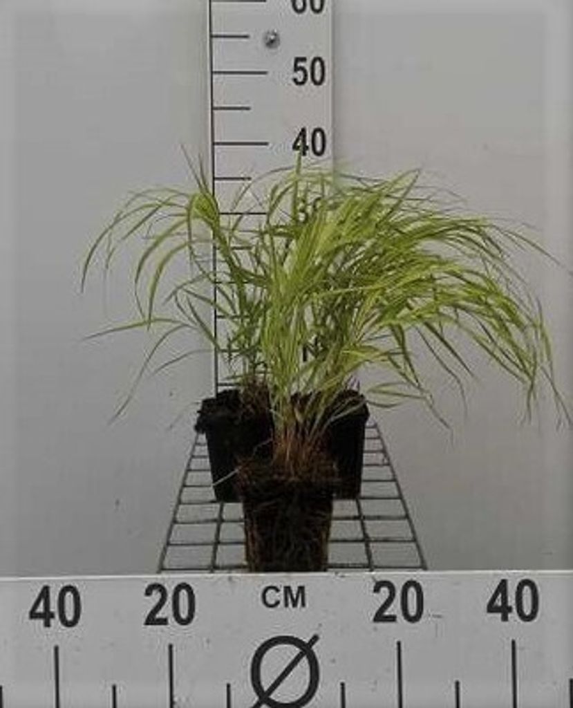 6 x Hakonechloa macra 'Aureola' - Goldenes Japangras - Topf 9 x 9 cm