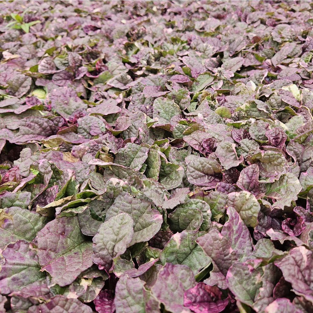 Kriechender Günsel Ajuga reptans Burgundy Glow Ø9cm 60 Pflanzen Immergrün Bodendecker