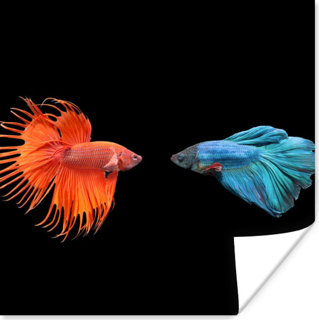 MuchoWow Poster Fische - Wilde Tiere - Schwarz 50x50 cm - Wohnzimmerdekoration