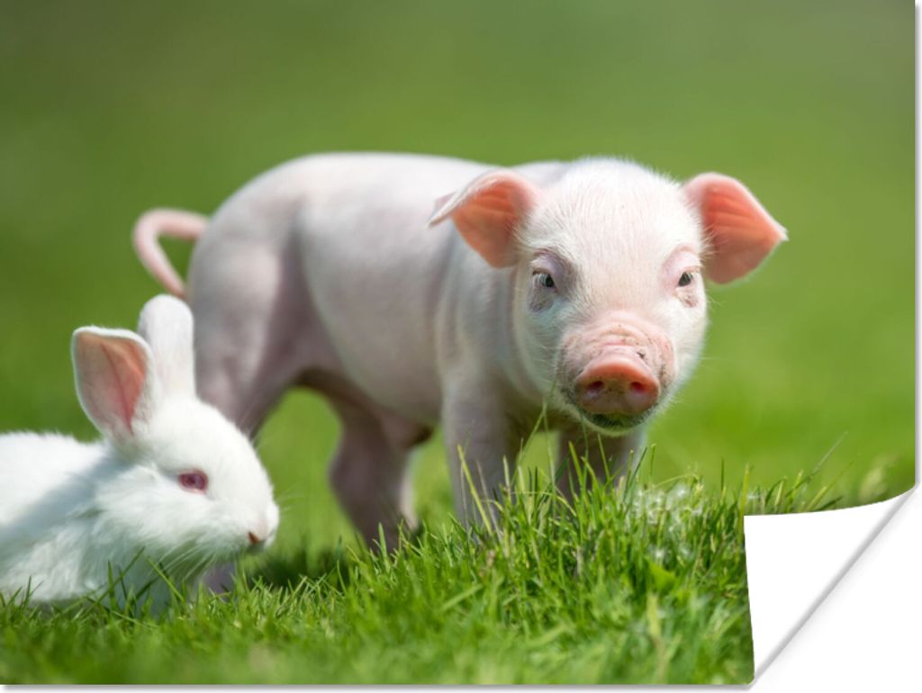 MuchoWow Poster Ferkel - Kaninchen - Tiere 120x90 cm - Wandbild