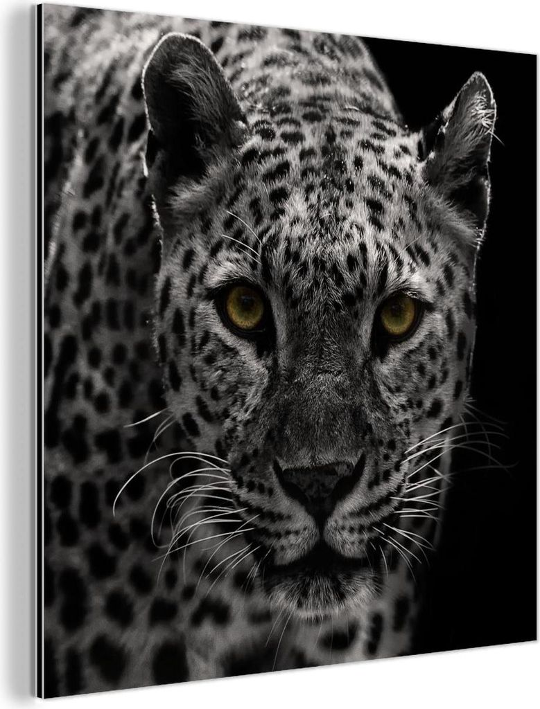 MuchoWow Wanddekoration Metall Metallbild Wandkunst 50x50 cm Schwarz-Weiß-Foto eines farbigen Leoparden MuchoWow Aluminium Gemälde - Alubild - In...