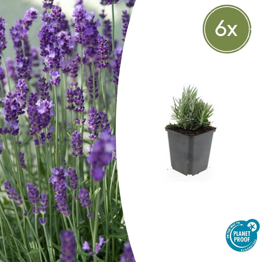 Lavendel-Pflanze - Lavandula angustifolia 'Dwarf Blue' - Echter Lavendel - 9cm Topf - Set mit 6 Pflanzen