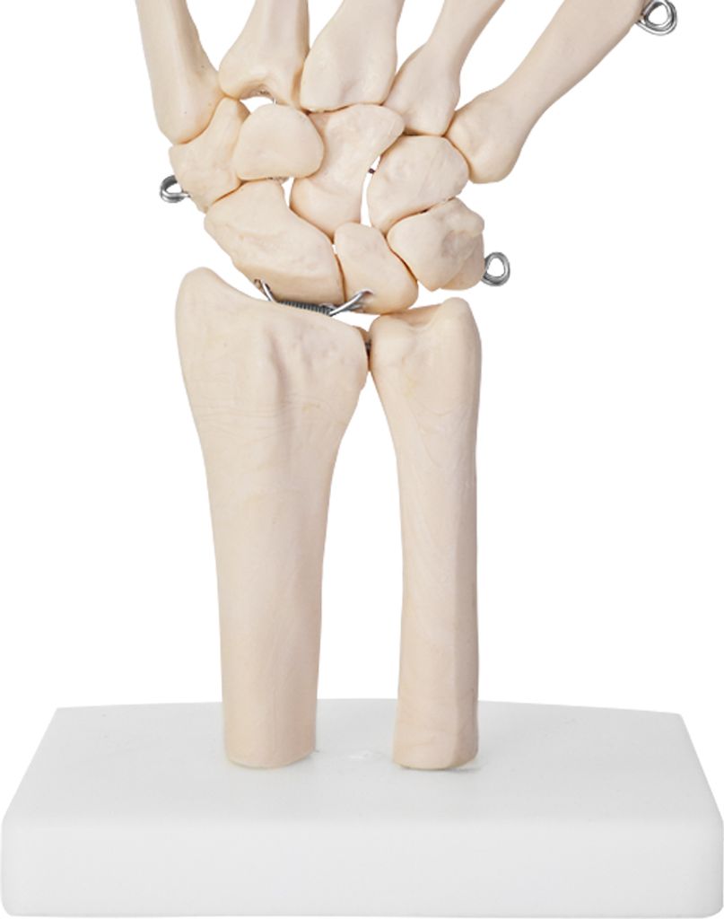 Anatomie Skelett Mensch Modell Lebensgroß Skelett Hand Produktbild 4