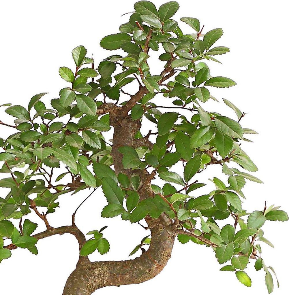 Dehner Bonsai Japanische Zelkove, Zelkova serrata, im