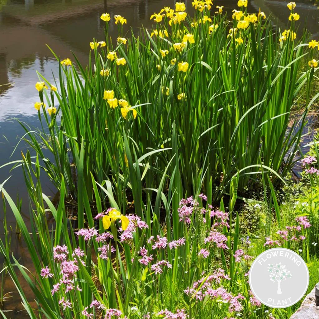 Wasserpflanze IIris versicolor Garten & Heimwerken Garten Pflanzen Wasserpflanzen 