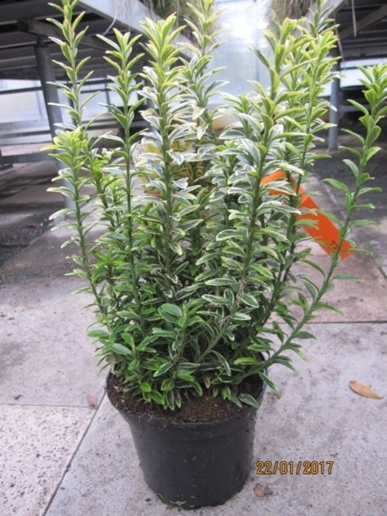 Euonymus japonicus microphyllus Gold - Spindelstrauch microphyllus Gold 30-40cm