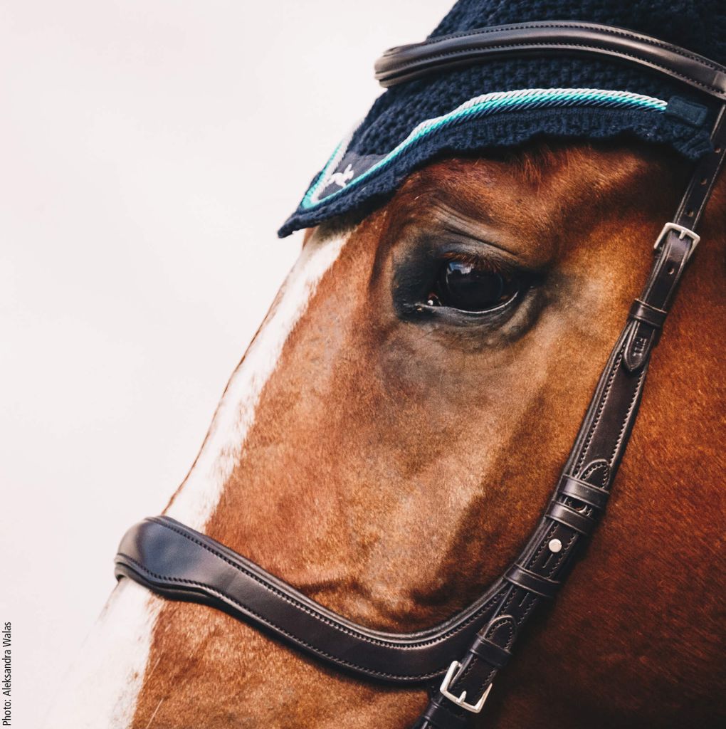 Schockemöhle Sport Snaffle Equitus Delta Uzdečka černá / Obrázek produktu 3