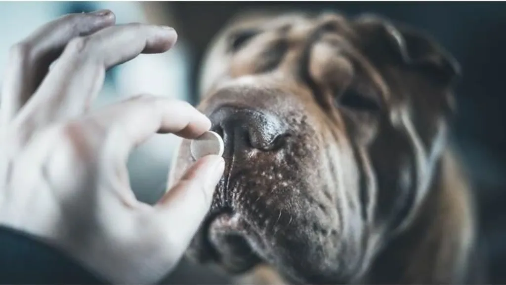 Dentifricio masticabile per cani - 4