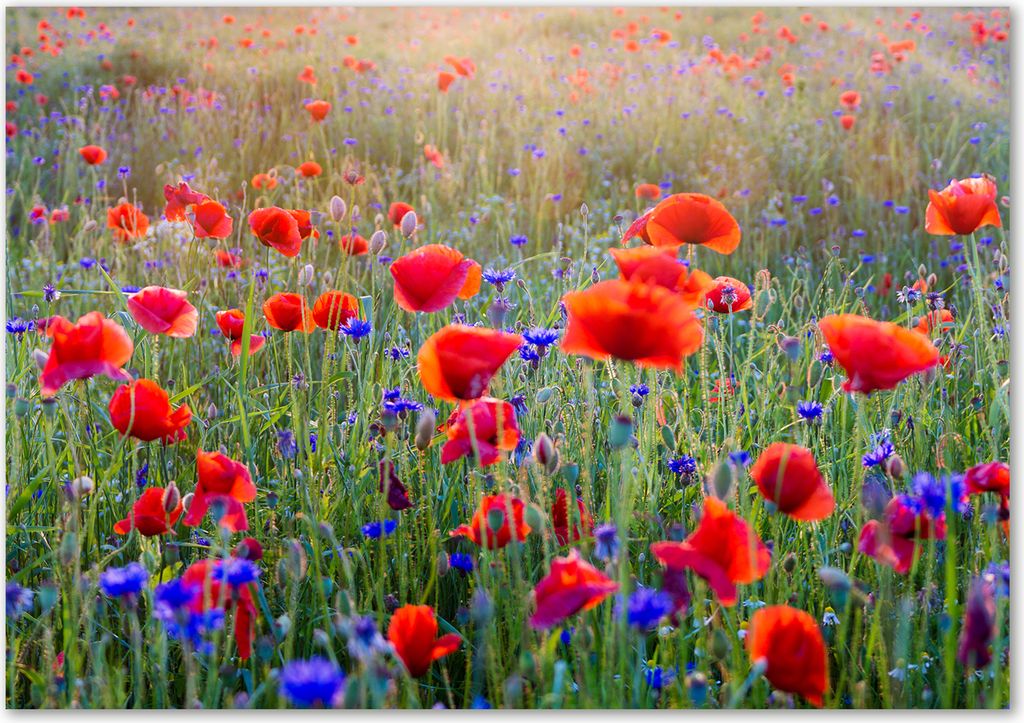 Tulup Leinwandbild - 100x70 cm - Wandkunst - Drucke auf Leinwand - Leinwanddruck - Blumen & Pflanzen - Rot - Wildblumen