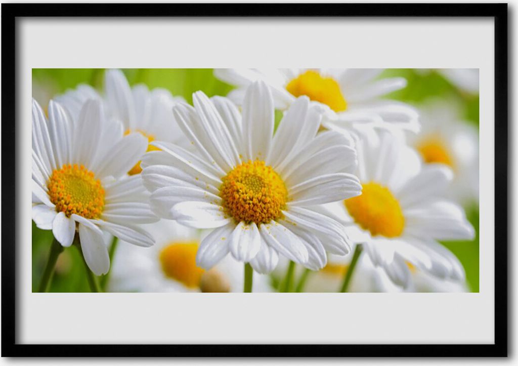 Bild 100x70 MDF-Rahmen Wandkunst Natur Gänseblümchen Pflanze