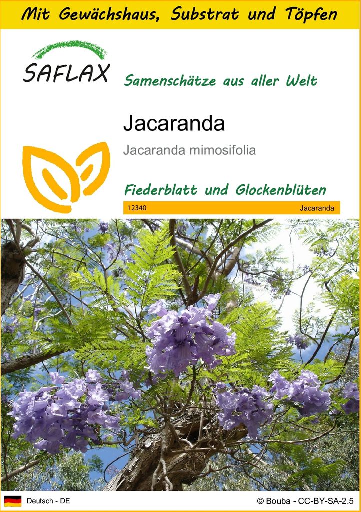 SAFLAX Anzucht Set - Jacaranda - Jacaranda mimosifolia - 50 Produktbild 