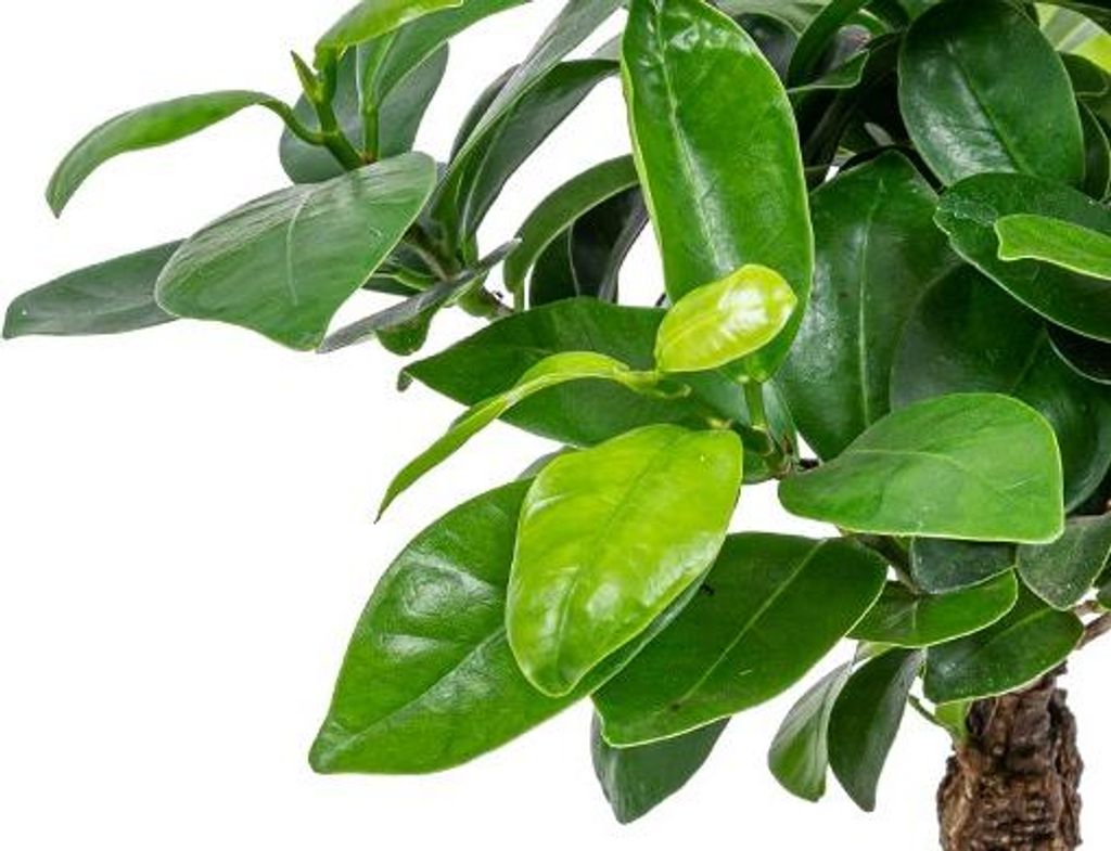 Bloomique - Ficus Ginseng - Bonsai Baum - Zimmerpflanzen -