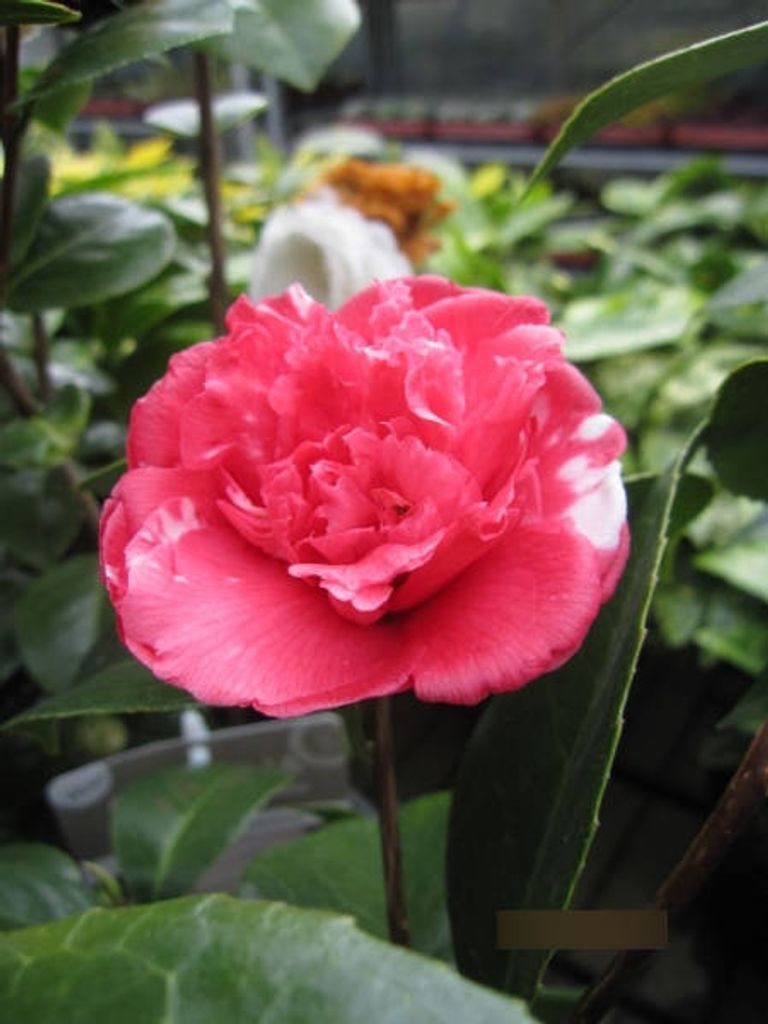Japanische Kamelie Daikagura - Camellia japonica Daikagura