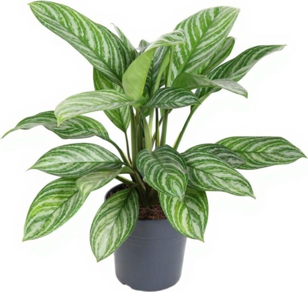 Aglaonema Stripes - Kolbenfaden - 19 cm Topf, 60 cm Höhe