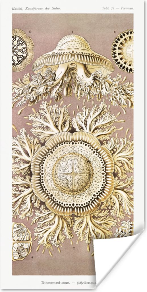 MuchoWow Poster Jahrgang - Ernst Haeckel - Qualle - Kunst 80x160 cm - Kinderzimmer