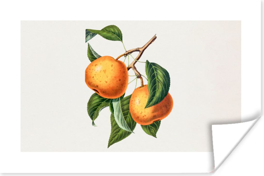 MuchoWow Poster Obst - Lebensmittel - Blätter 90x60 cm - Schlafzimmer