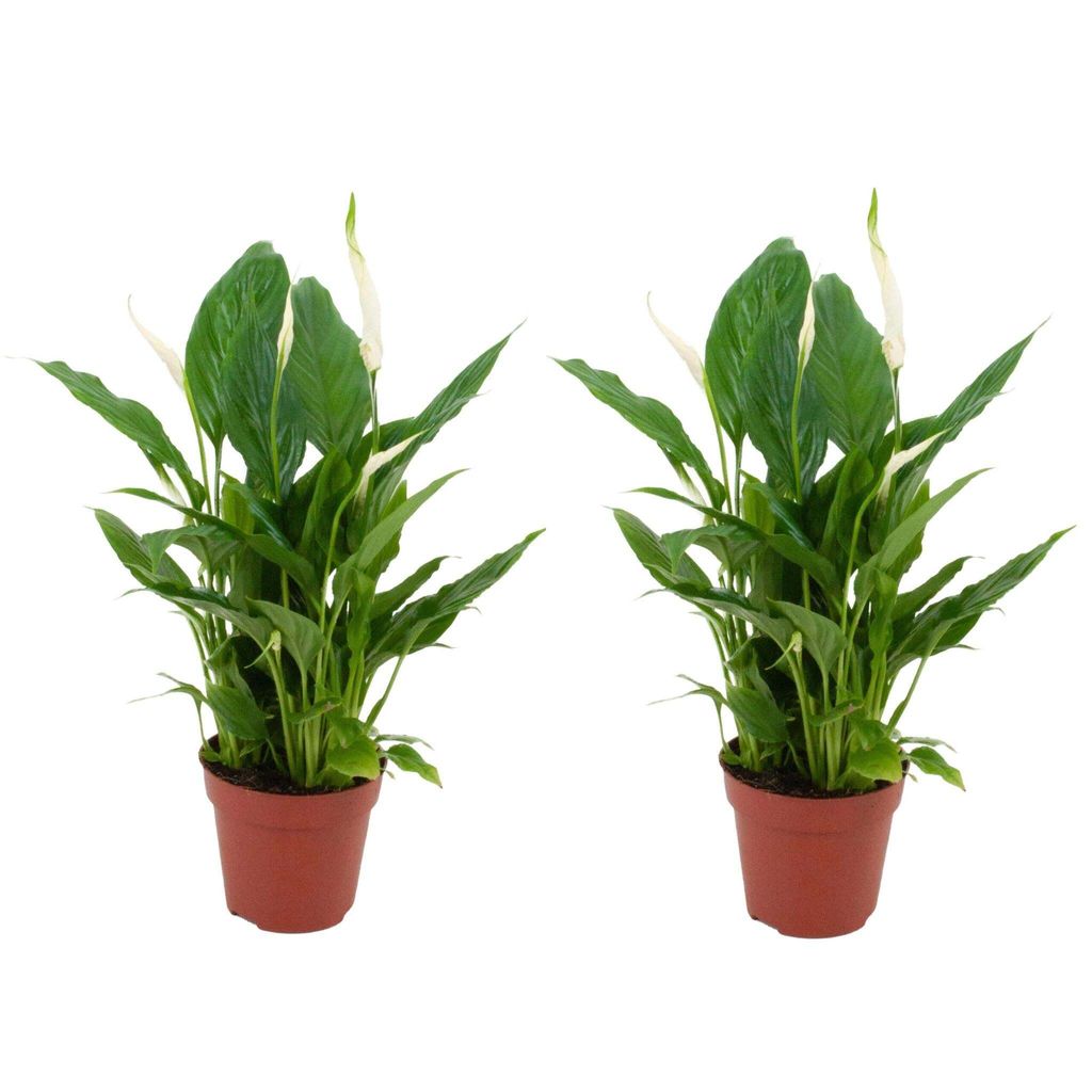 Zynesflora 2 Stück Spathiphyllum Vivaldi Einblatt im 12 cm Pflanzentopf - Höhe: 35-40 cm - Friedenslilie Luftreinigende Zimmerpflanze Pflegeleicht