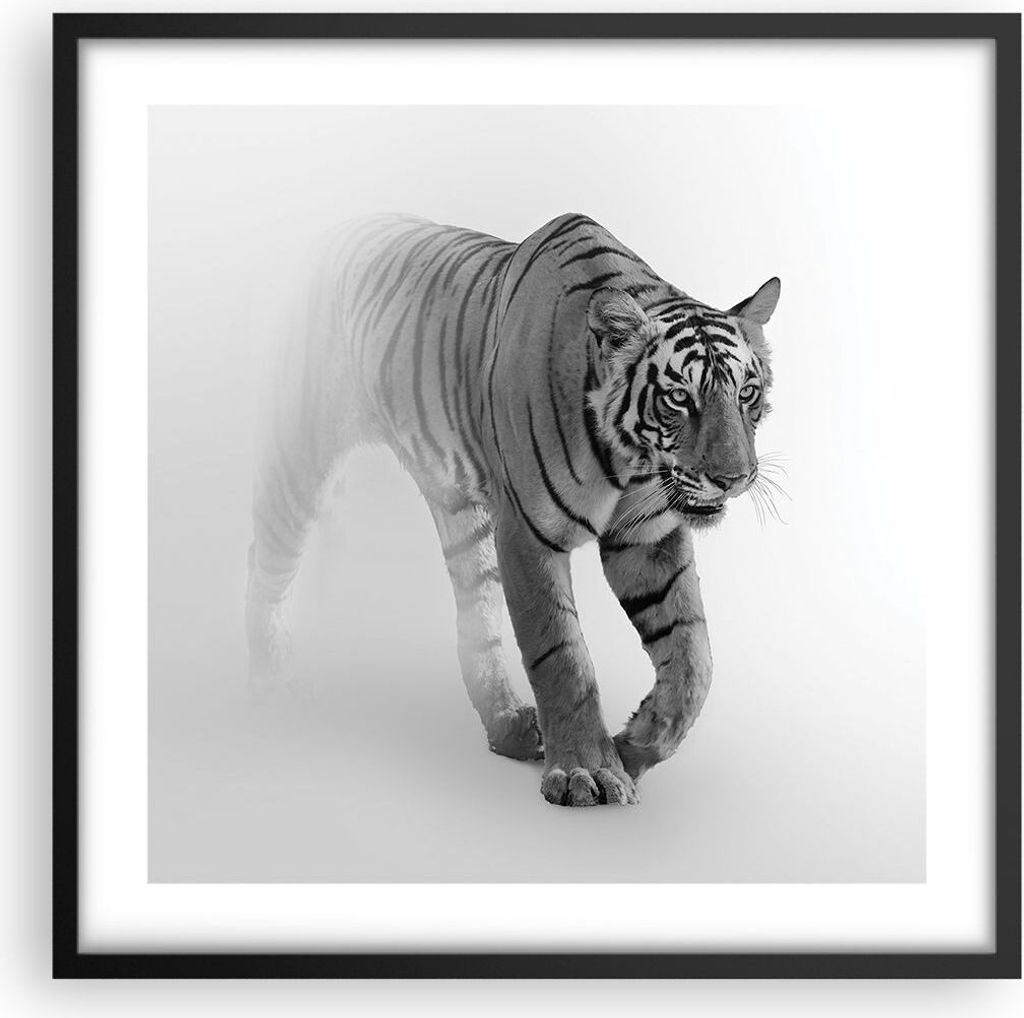 Gerahmtes Poster - Schwarzer Rahmen - Tiger Monochrom Porträt - 50x50 cm - Wand Bild - Wanddeko - Wandbilder - Kunstposter - Wandposter - Bilderra...