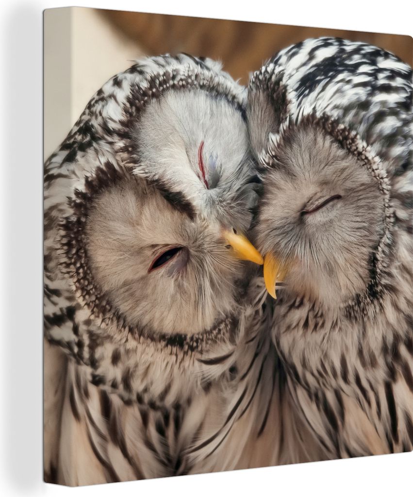 MuchoWow - Leinwandbilder - Eulen - Vögel - Schnabel - Familie, Wandbild, Wanddeko Bilder Wohnzimmer, 50x50 cm
