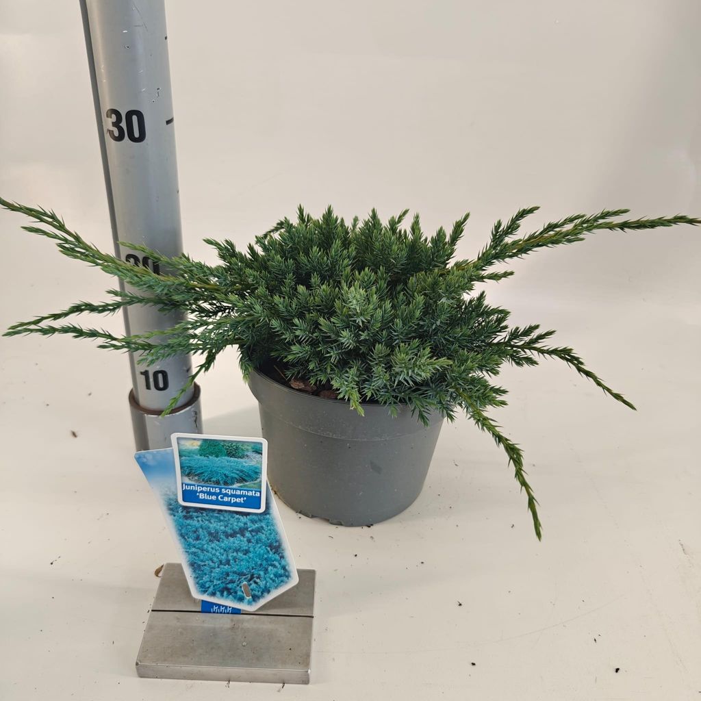Juniperus squamata ‘Blue Carpet’ - Schuppenwacholder | 25-30 cm im topf