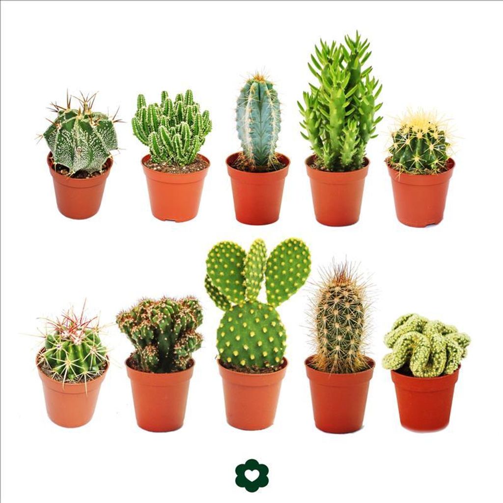 10 různých kaktusů v 5,5cm květináči v sadě Obrázek produktu 