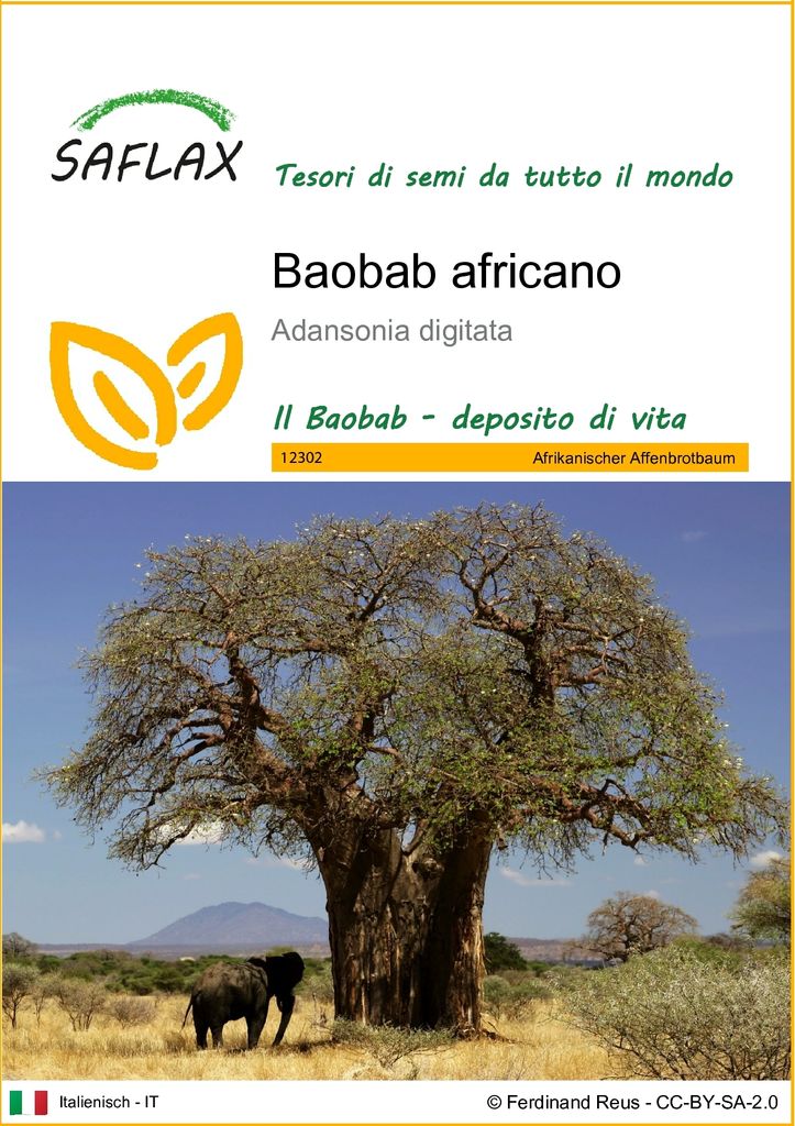 SAFLAX  - Baobab africano - 6 semi - Adansonia Immagine del prodotto 