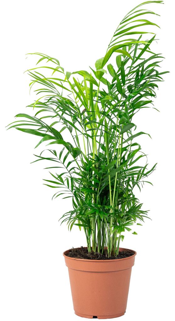 Bergpalme - pflegeleichte Zimmerpflanze, Chamaedorea elegans - Höhe ca. 55 cm, Topf-Ø 17 cm