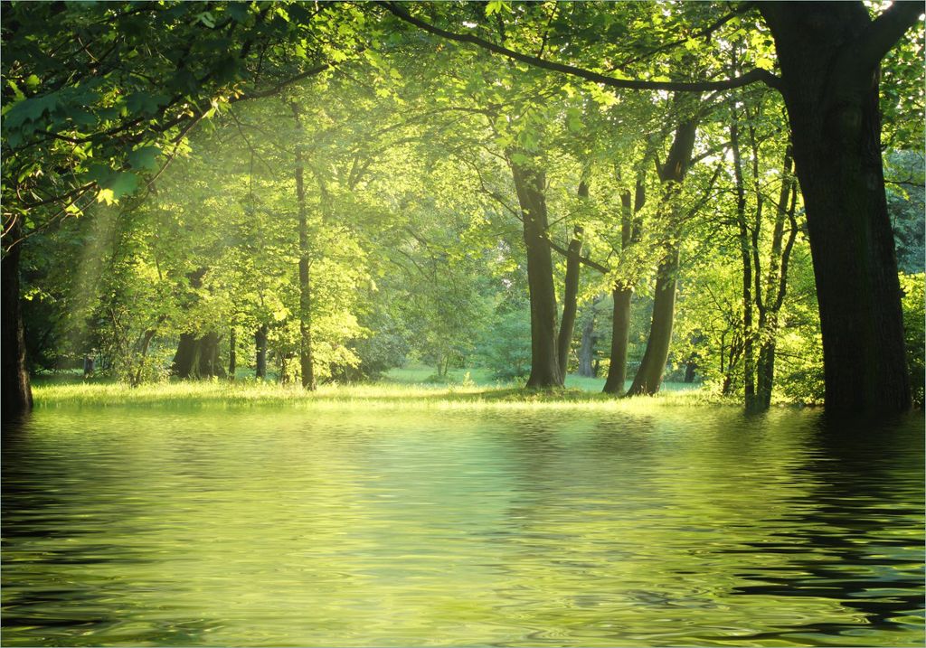 Wallario Poster - Idyllischer See im Wald bei Sonnenschein, Kunstdruck Größe: 70 x 100 cm