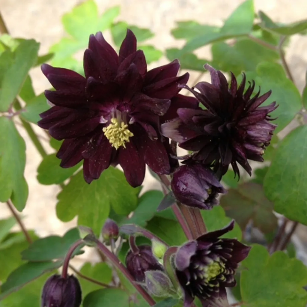 Set 6 Aquilegia Vulgaris Black Barlow | Fiori Doppi Nero Porpora