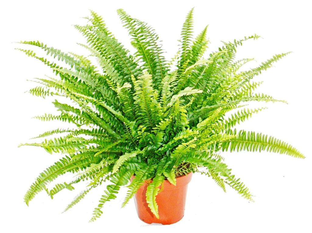 Nephrolepis, mec kapradina 17cm hrnec Obrázek produktu 