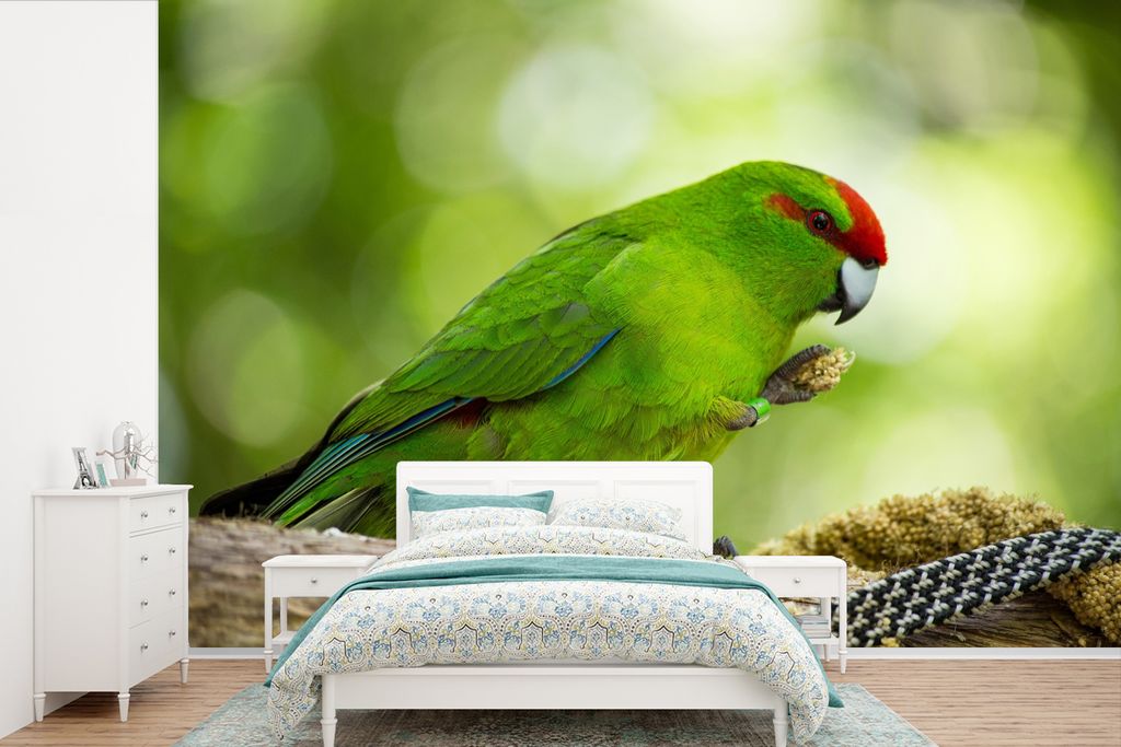 MuchoWow Fototapete für Wohnzimmer oder Schlafzimmer Wandtapete Vinyl Motivtapete Nahaufnahme eines Rotkopfsittichs - 420x280 cm - Zimmer für K...