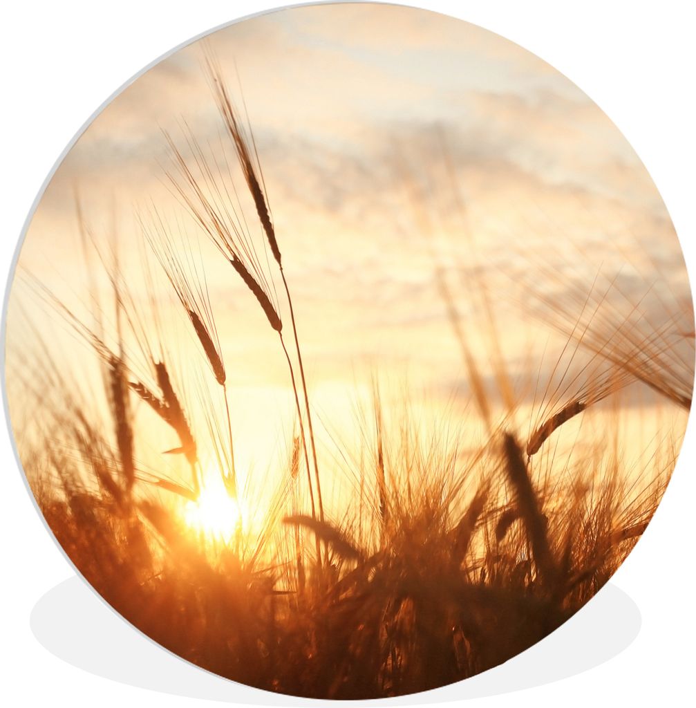 MuchoWow Rundes Wandbild - Runde Bilder Schilf - Gras - Sonnenuntergang - Natur - Horizont Ø 60 cm Kreis Wanddekoration Kunststoff - Wandkreis -...