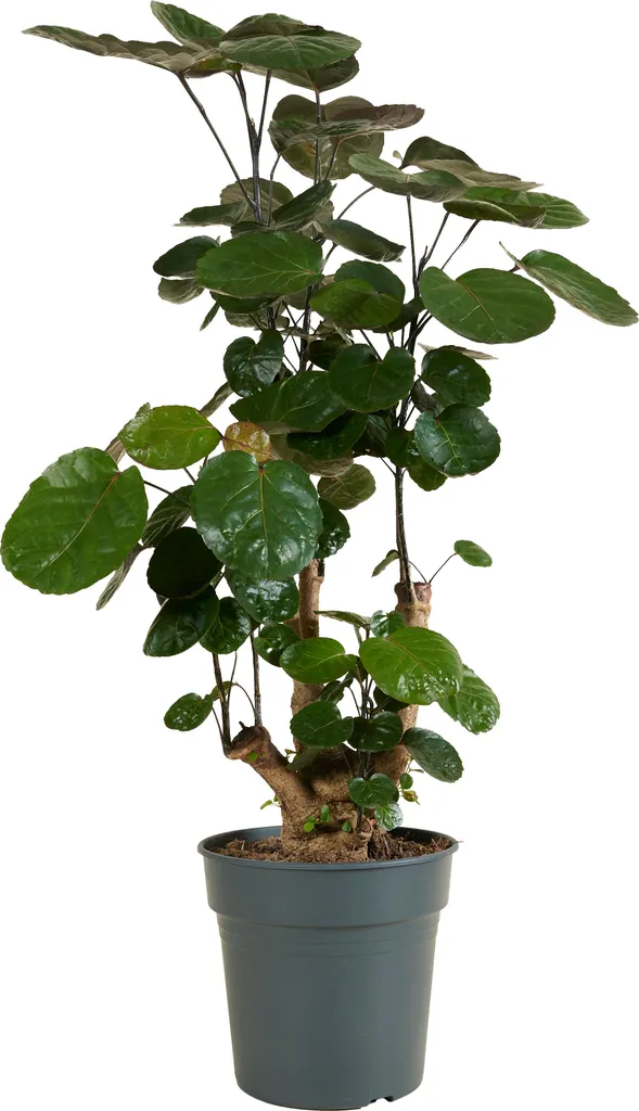 Bloomique Polyscias Fabian Aralia Plante Intérieur XL 80-100cm Pot 21cm