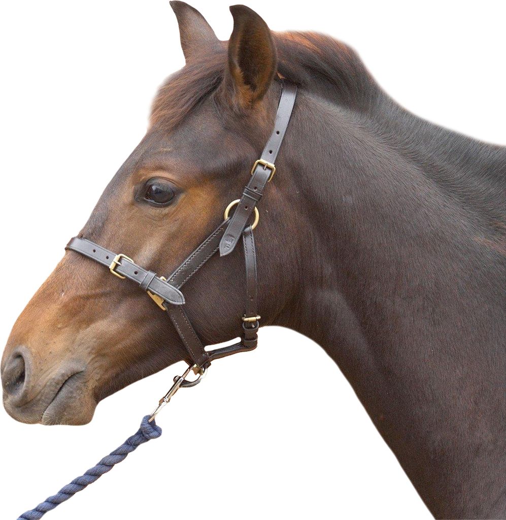 Hy Leder Fohlen-Halfter BZ348 (S) (Schwarz)