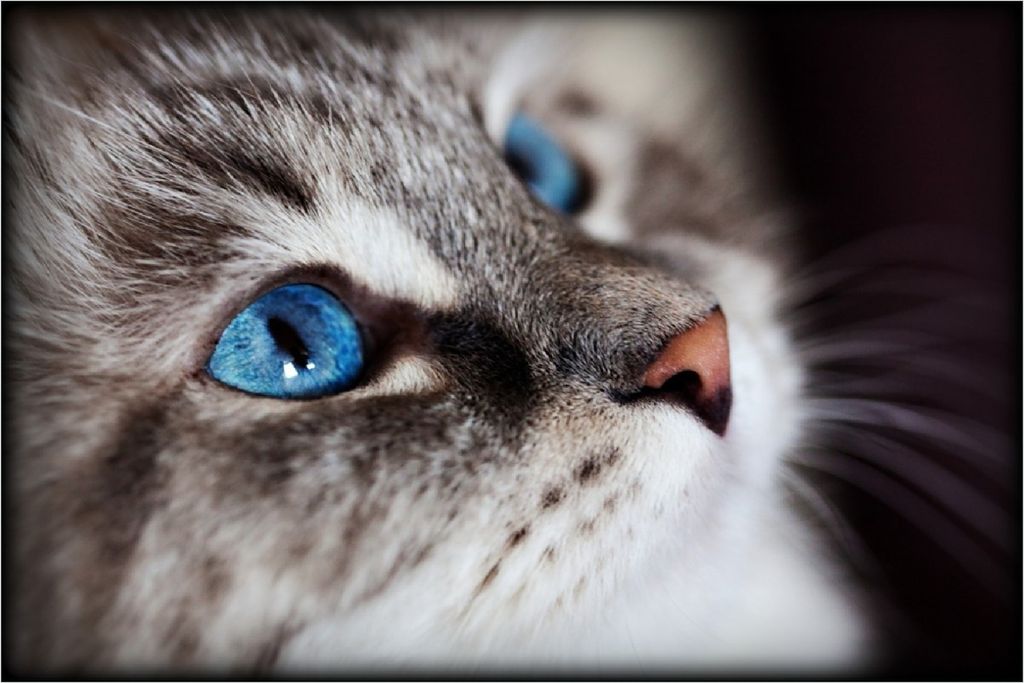 Wallario selbstklebendes Poster - Katze mit strahlend blauen Augen, Größe: 100 x 150 cm