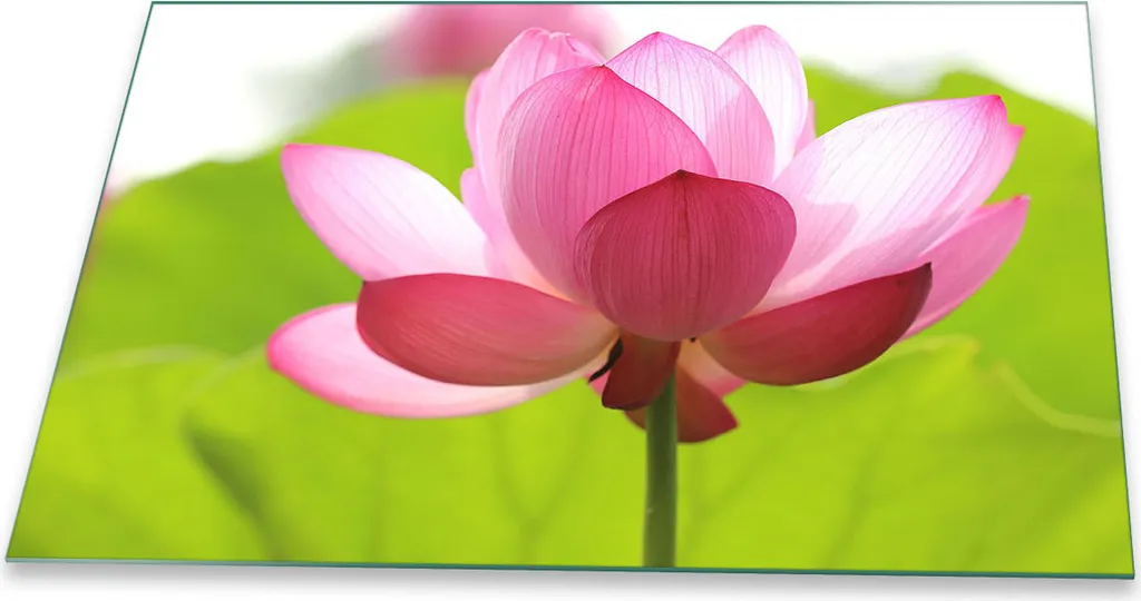 Piastra Vetro Temperato 80x52 Copertura Piano Induzione Fiori Rosa
