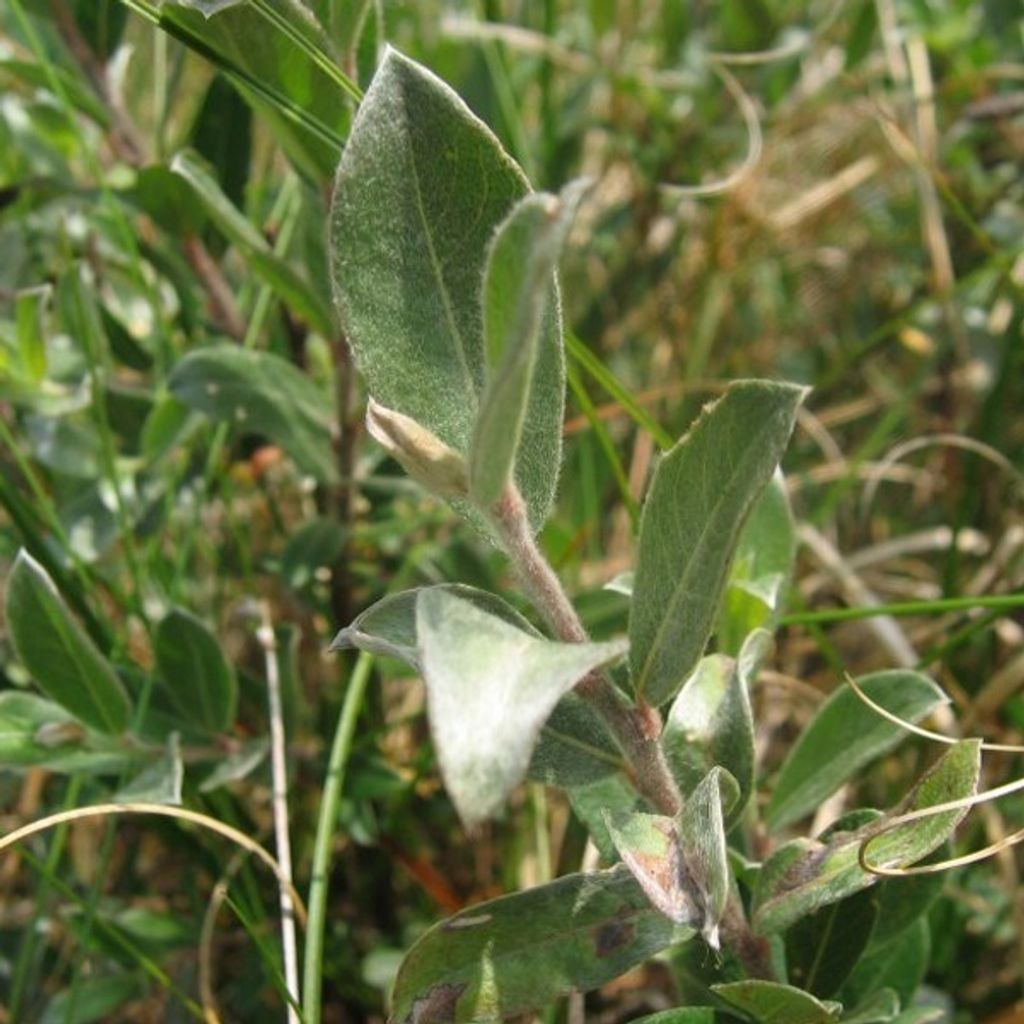 2 x Weide - Salix repens | 50-60 cm in Container