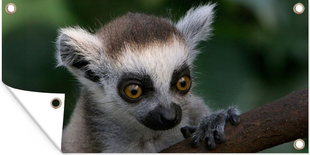 MuchoWow 80x40 cm Outdoor-Poster Gartendeko Sichtschutz Garten Poster für den Garten Tier - Zweig - Ringschwanzlemur