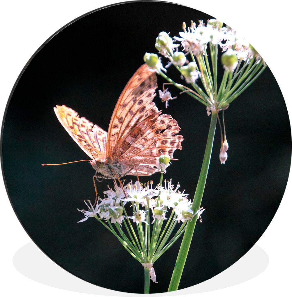 MuchoWow Aluminium Wandkreis Blühender chinesischer Schnittlauch in freier Wildbahn mit rosa Schmetterling Ø 30 cm Wanddeko Modern Wohnzimmer -...
