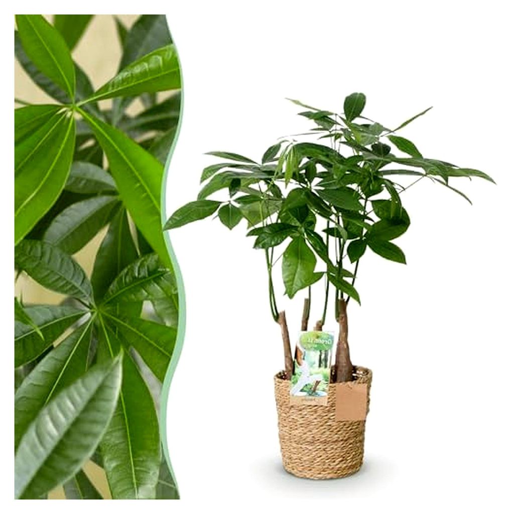 Pachira Aquatica mehrstämmig - Geldbaum - Pflegeleicht - mit Korb - Grün - 50-55 cm - Ø 17 cm - Zimmerpflanze - Immergrün