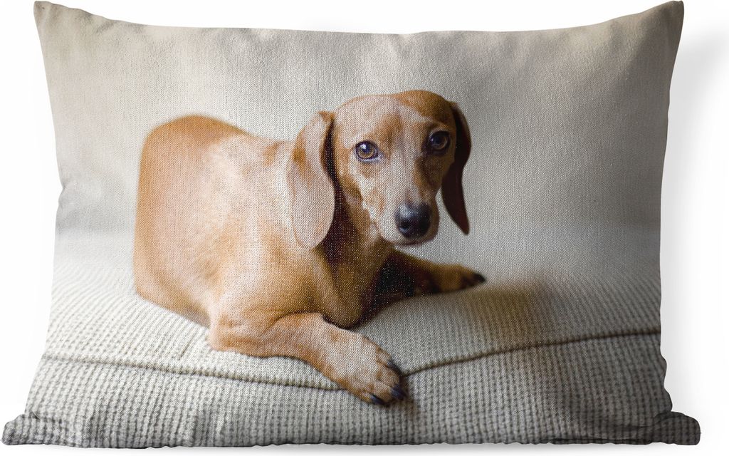 MuchoWow Outdoor Kissen - Ein brauner Dackel schaut in die Kamera - 60x40 cm - Wetterfest - Lounge Kissen - Zierkissen - Kissen für Innenräume