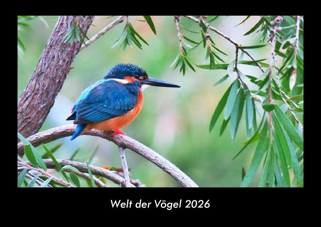 Welt der Vögel 2026 Fotokalender - Querformat DIN A3, Monatskalender mit Bild-Motiven von Haustieren, Bauernhof, wilden Tieren und Raubtieren