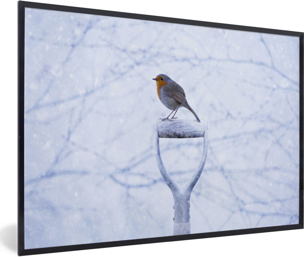 MuchoWow Gerahmtes Poster Rotkehlchen - Winter - Garten 90x60 cm - Poster mit Schwarzem Bilderrahmen Wandposter Rahmen Foto Bilder - Fotorahmen -...