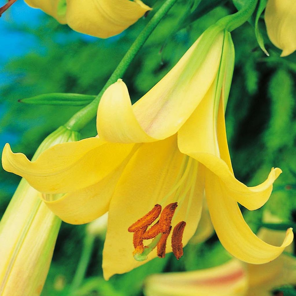 Lilien Blumenzwiebeln Zwiebeln Blumen Trumpetenlilie Golden Produktbild 