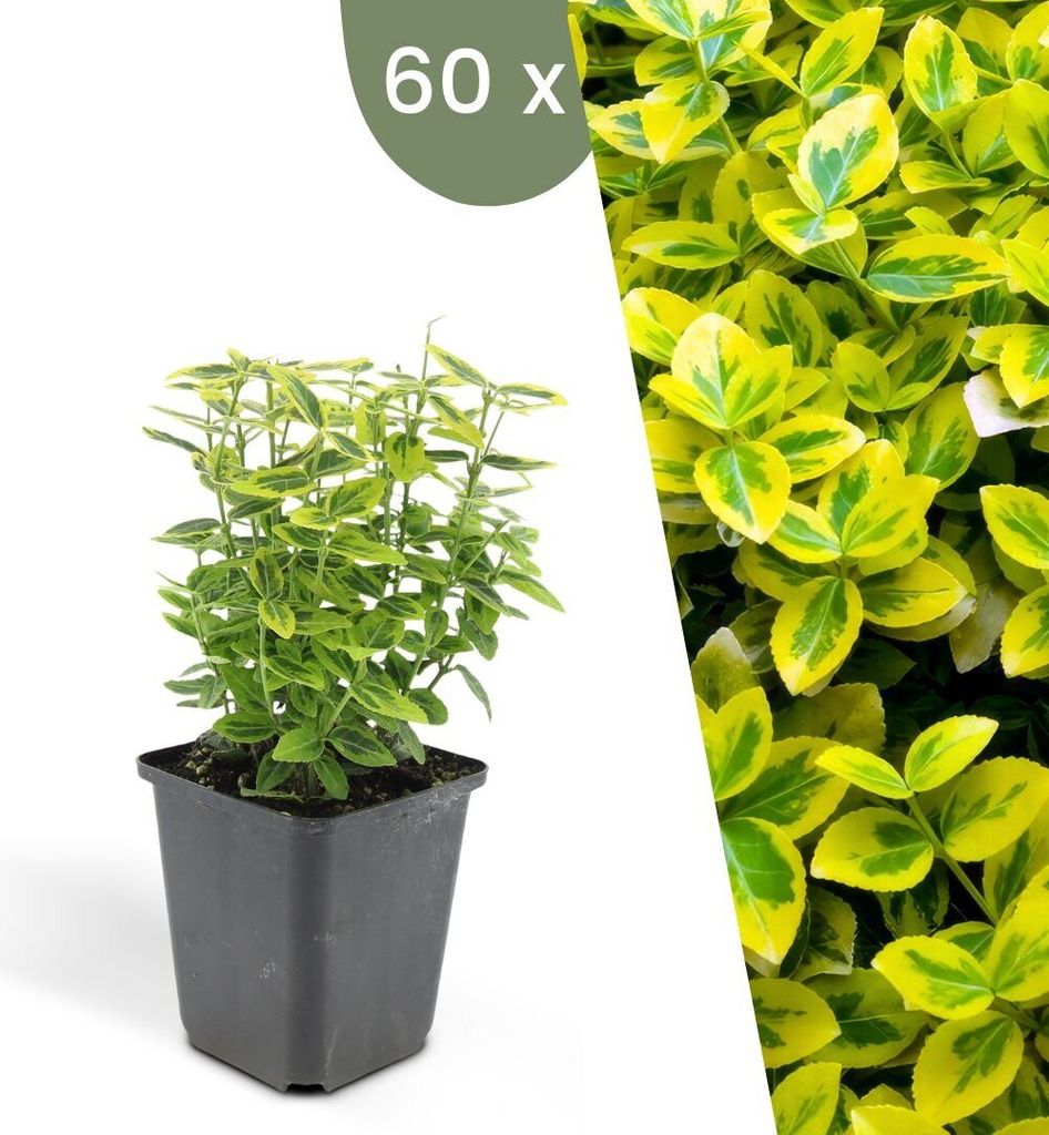 Plants by Frank | 60 Gelbe Spindelstrauch Pflanzen | Euonymus fortunei 'Emerald 'n Gold' | Bodendecker Winterhart | Stauden Pflanzen | Gartenpflanzen