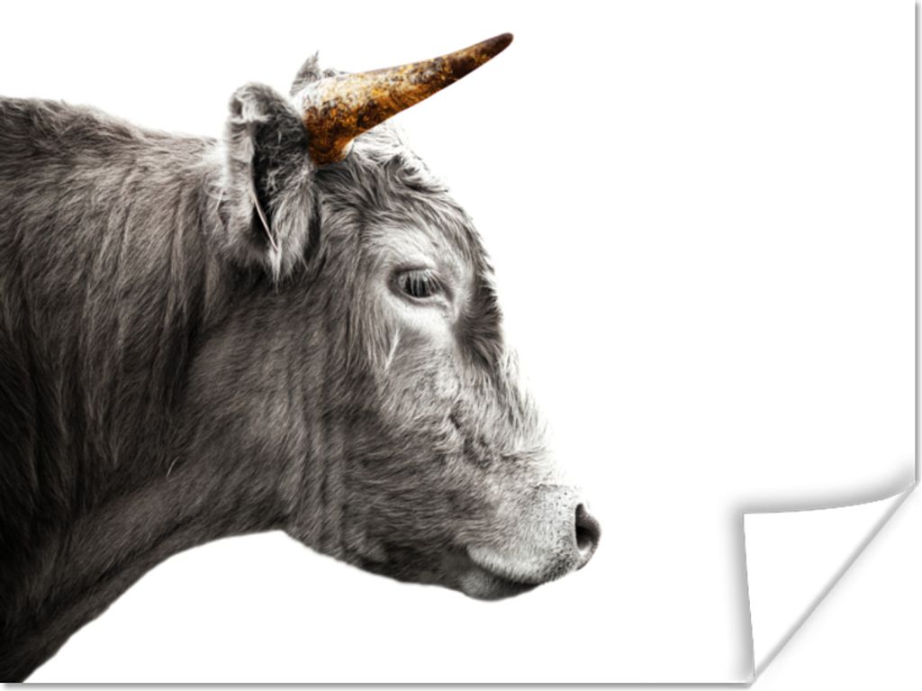 MuchoWow Poster Schottischer Highlander - Horn - Gold 120x90 cm - Wandbild